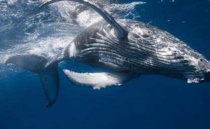 From Samaná: Whale Watching and Cayo Levantado Island Tour - Photo 2 (Gallery view)