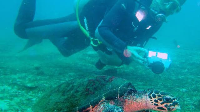 Papagayo Gulf: 2 Dives Half-Day Scuba Dive Tour - Dominican Republic
