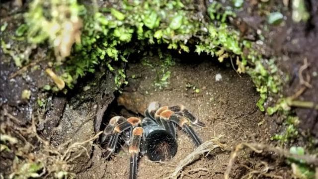 Santa Elena: Private Guided Walk in the Cloud Forest Reserve - Dominican Republic