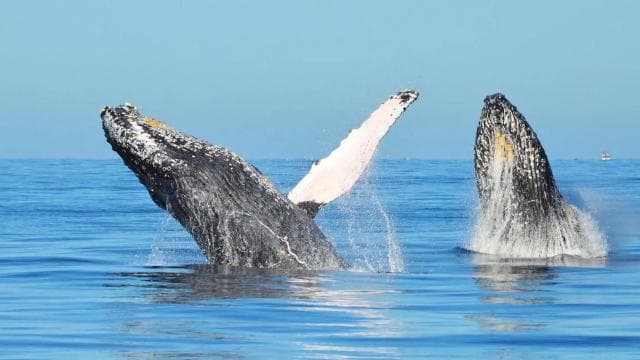 From Punta Canta: Whale Watching Cruise with Cayo Levantado - Photo 4 (Gallery view)