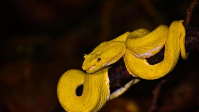 Puerto Viejo: Wildlife Night Tour in the Jungle - Photo 4 (Gallery view)
