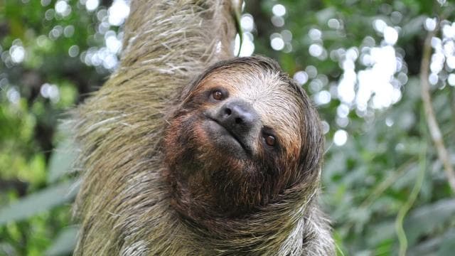 La Fortuna: Half-Day Wildlife Safari Float - Photo 2 (Gallery view)