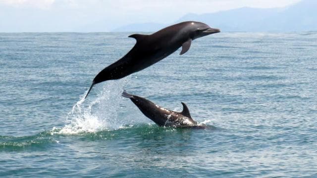 Marino Ballena National Park: Watching Whales and Dolphins - Photo 4 (Gallery view)
