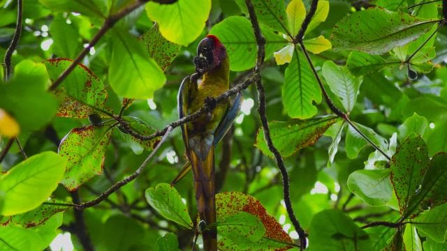 Tortuguero: Jaguar Trail Guided Hike "Feel the Rainforest" - Photo 4 (Gallery view)