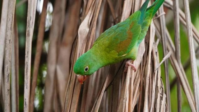 Uvita: Bird Watching Tour - Photo 4 (Gallery view)