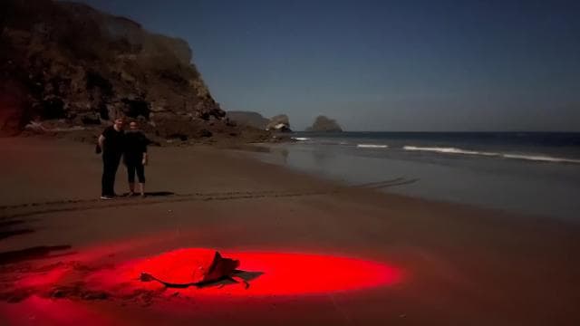Tamarindo: Turtle Watching Night Tour with Expert Naturalist - Photo 2 (Gallery view)