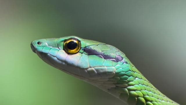 Manuel Antonio National Park Night Tour - Photo 2 (Gallery view)