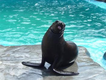 Puerto Plata: Ocean World Adventure Park Day Pass - Photo 2 (Gallery view)