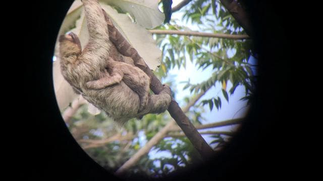 Cahuita: Lazanéző vezetett túra az esőerdőben - Photo 5 (Gallery view)
