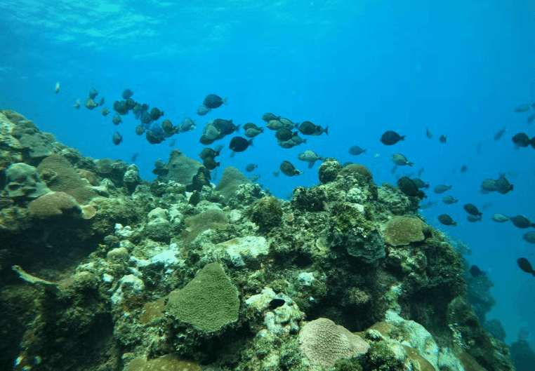 Snorkelling in Havana - Photo 3 (Gallery view)