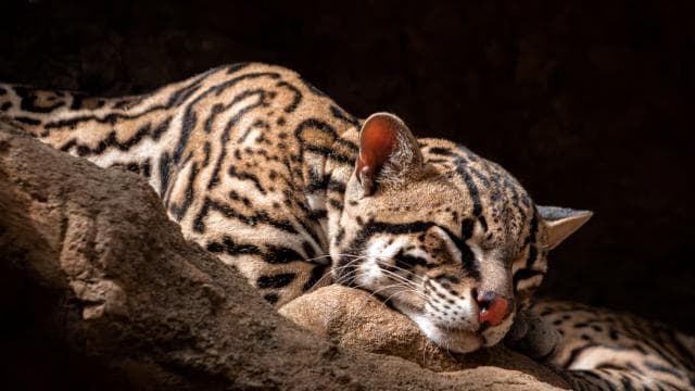 Diamante Eco Adventure Park: Wildlife Sanctuary Pass - Photo 4 (Gallery view)