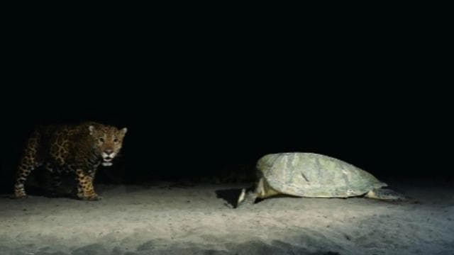 Tortuguero: Turtle Nesting Tour on Tortuguero Beach - Photo 2 (Gallery view)