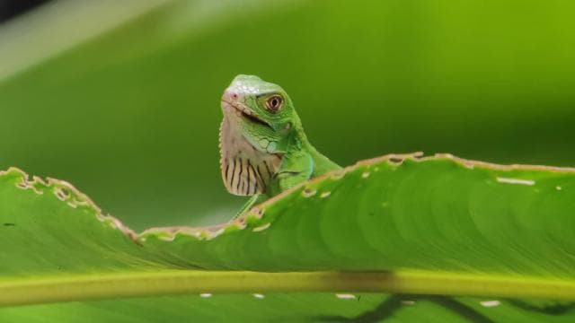 Manuel Antonio National Park tour Entrance ticket included. - Photo 3 (Gallery view)