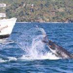 Samana: Whale Watching and Cayo Levantado Full Day Tour - Photo 5 (Gallery view)