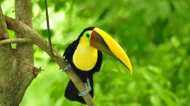 Self Guided Nature Hike with Ocean View Photo spots in Jaco - Photo 4 (Gallery view)