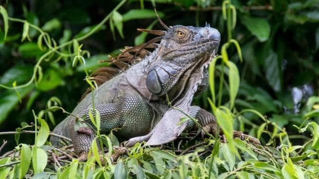 Parcul Național Tortuguero: Tur cu canoe cu motor electric - Photo 3 (Gallery view)