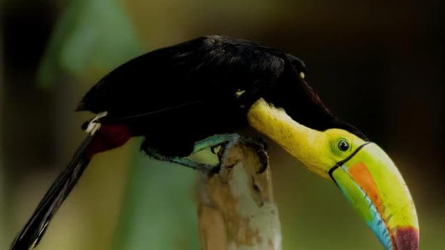 Tortuguero: Tour to the Canals in Tortuguero National Park - Photo 2 (Gallery view)