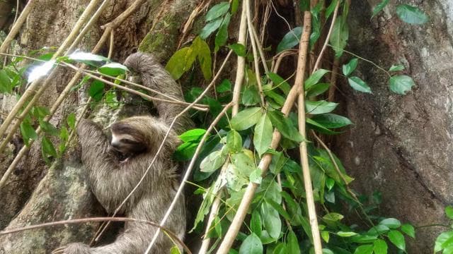 Punta Uva: Kayak and Sloth Watching Tour - Photo 4 (Gallery view)