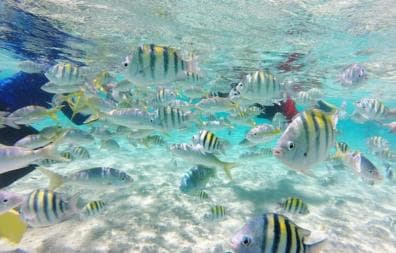 Cayo Arena: Paradise Island and Mangroves Tour - Photo 3 (Gallery view)