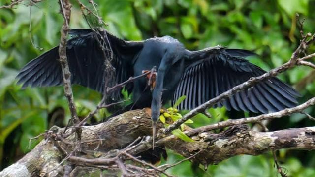 Tortuguero: KAYAK Tour in the Canals. An Unparalleled Experience - Photo 5 (Gallery view)