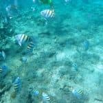 Excursion de plongée en apnée et journée à la plage de Sosua - Photo 5 (Gallery view)