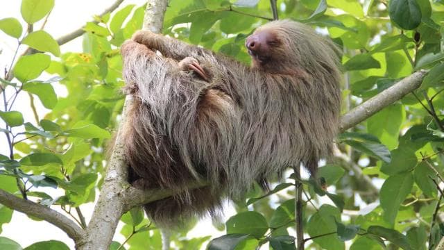 Uvita: Private Guided Tour - Sloth Watching Trail Costa Rica - Photo 4 (Gallery view)