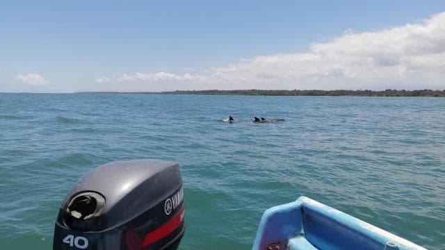 Manzanillo: Dolphin watching and Punta Mona Beach - Photo 3 (Gallery view)