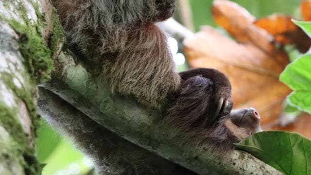 La Fortuna-Breath Taking Sloth Tour & Tortilla Experience. - Photo 5 (Gallery view)