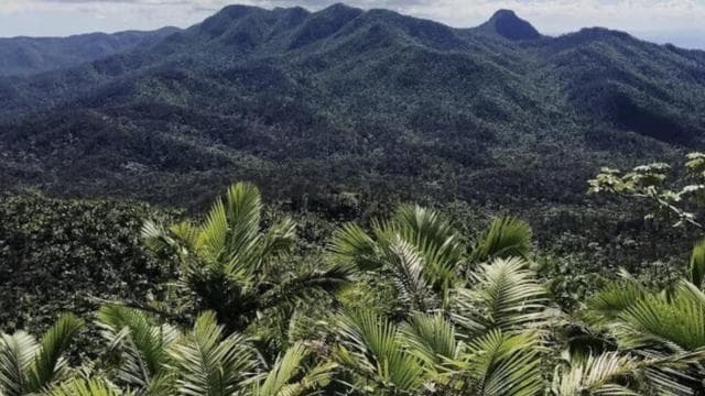 Puerto Rico: El Yunque Rainforest Guided Tour with Transfers - Photo 5 (Gallery view)
