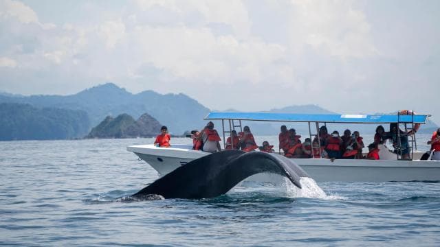 Whales Watching Adventure in Uvita with Expert Guides - Photo 5 (Gallery view)