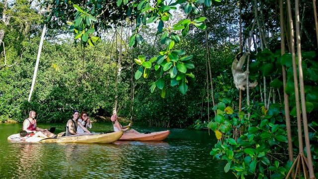 Punta Uva: Sloth and Wildlife Kayaking Tour - Photo 3 (Gallery view)