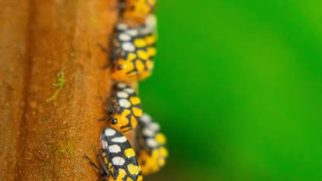 Monteverde Cloud Forest: Curicancha Reserve Nature Tour - Photo 2 (Gallery view)