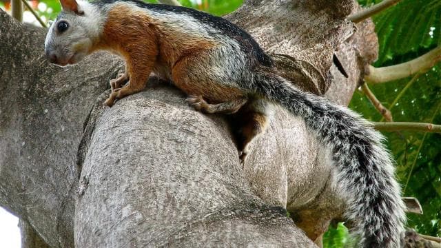 Uvita: Marino Ballena National Park Private Guided Walk Tour - Photo 3 (Gallery view)