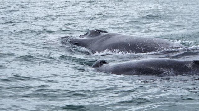 Uvita: Whale Watching Tour in Marino Ballena National Park - Dominican Republic