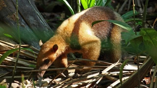 Parco Nazionale del Corcovado: tour avventuroso con pernottamento - 2 giorni - Photo 2 (Gallery view)