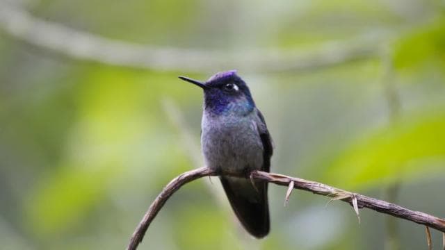 Тур спостереження за птахами в Rainforest Adventures Braulio Carrillo - Photo 2 (Gallery view)