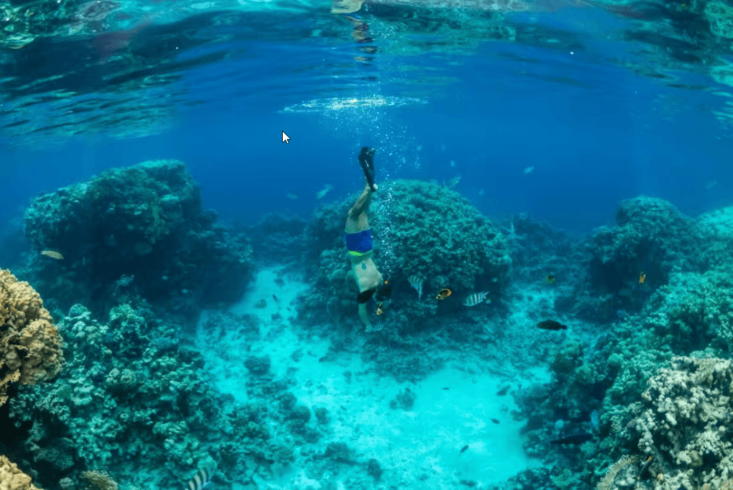 Snorkel en el Parque Nacional Cahuita: Explora el Arrecife - Photo 2 (Gallery view)