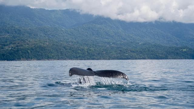 Whales Watching Adventure in Uvita with Expert Guides - Dominican Republic