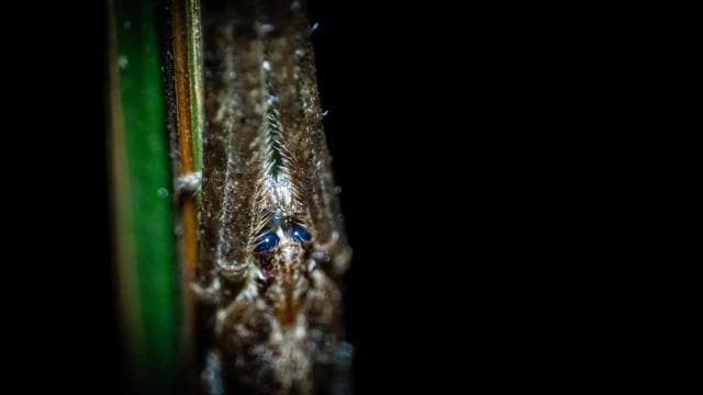 True Jungle Night Tour Manuel Antonio area - Photo 4 (Gallery view)