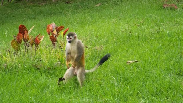 From Jaco: Full-Day Manuel Antonio National Park Tour - Photo 5 (Gallery view)