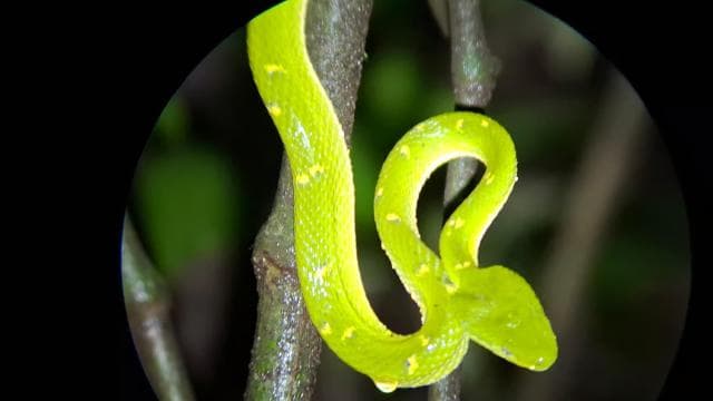 Santa Elena: Wildlife Refuge Monteverde Night Walking Tour - Photo 3 (Gallery view)