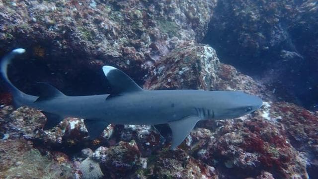 Tamarindo: Prive Snorkeling Boat Charter Guanacaste - Photo 5 (Gallery view)