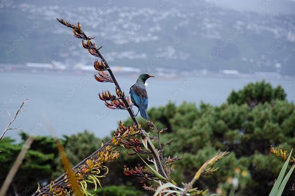 Guided Small Group Walking Tour in Wellington - Photo 3 (Gallery view)