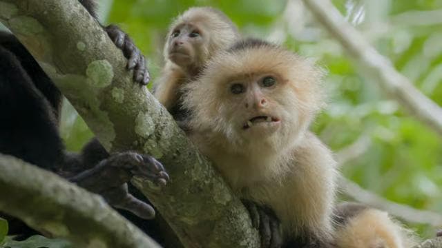 Tortuguero: Tour to the Canals in Tortuguero National Park - Photo 5 (Gallery view)