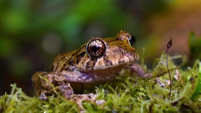 Santa Elena: Cloud Forest Reserve Guided Tour - Photo 5 (Gallery view)