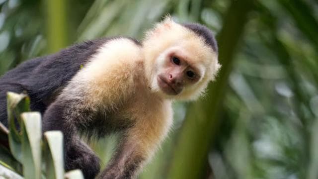 Tortuguero: KAYAK Tour in the Canals. An Unparalleled Experience - Photo 4 (Gallery view)