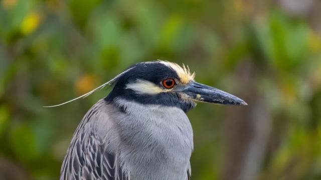 Costa Rica: esperienza di birdwatching con un professionista. - Photo 3 (Gallery view)