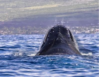 Punta Cana: Samana Whale Watching Cruise - Photo 2 (Gallery view)