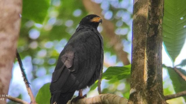 Puerto Viejo Talamanca: Hike through Gandoca Manzanillo Wild Life refuge. - Photo 4 (Gallery view)