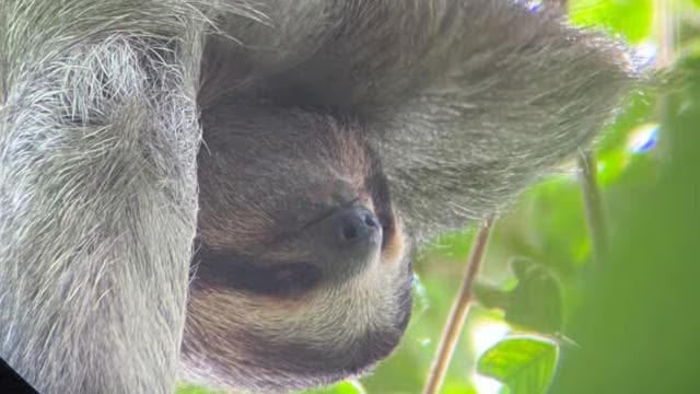 PRIVATE TOUR Manuel Antonio park - Photo 5 (Gallery view)